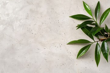 Fresh green plant leaves on a textured grey backdrop