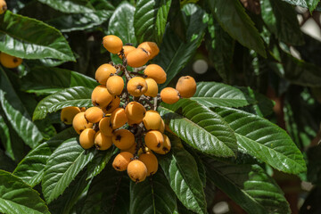 Loquats fruits growing and ripening between green foliage on tree closeup.