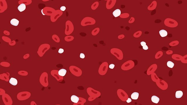 Blood fly cells. Moving banner with plasma liquid. Flow of leukocytes and erythrocytes. Anatomical medical infographics and education material. Cartoon flat animated graphics