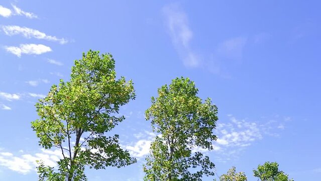 The leaves on the trees are shaking in the wind on a beautiful sunny day