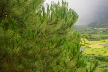 benguet pine on sagada philippines