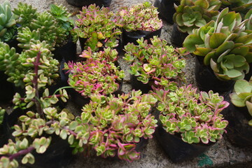 succulents 1