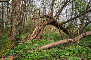 old, broken trees in a deciduous forest