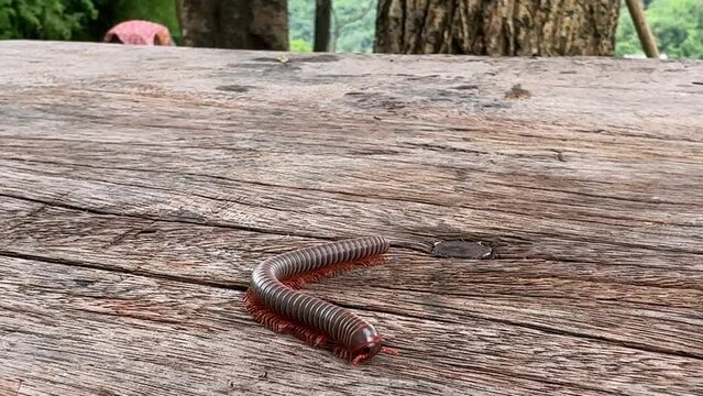 Close-up.Millipede is climbing onto an old wooden table in search of food.