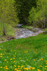 Torrent dans le Beaufortain, Savoie, France