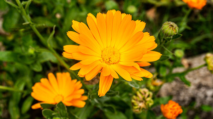 Obraz premium Orange flower in a village in Spain