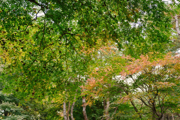 the essence of autumn in Korea, showcasing a traditional tiled roof amidst nature’s tranquility, under a serene sky, surrounded by vibrant leaves at a cultural heritage site.