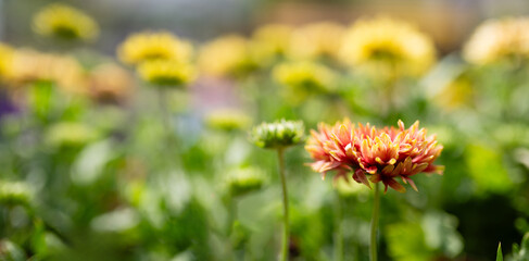 美しいガイラルディア