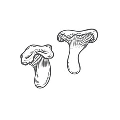 Engraved chantarell mushrooms line drawing isolated on white background.