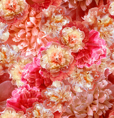 Seamless floral  background. Flowers peonies and petals peonies. Close up.