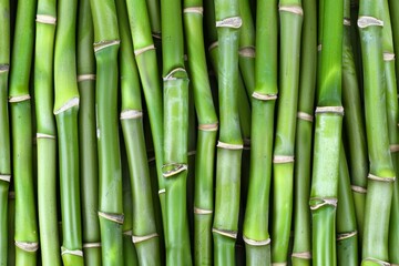 Fototapeta premium Detailed view of lush green bamboo stalks, highlighting their natural texture and beauty