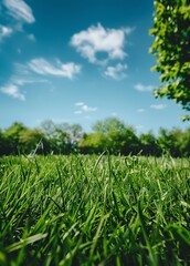 Obraz premium Grassy Field With Trees in Background
