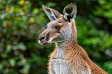 Fototapeta premium Macro Photography of Kangaroo Portrait: Detailed Close-up in High Resolution