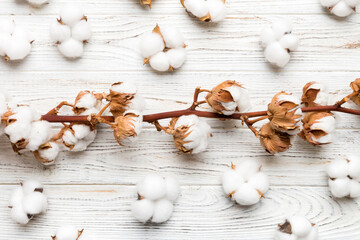 Autumn Floral Flat lay background composition. Dried white fluffy cotton flower branch top view on colored table with copy space