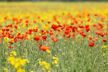 A field of wild poppies in Latvia