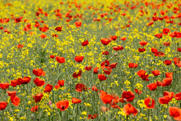 Fototapeta premium A field of wild poppies in Latvia
