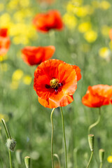 A field of wild poppies in Latvia