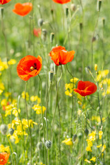 A field of wild poppies in Latvia