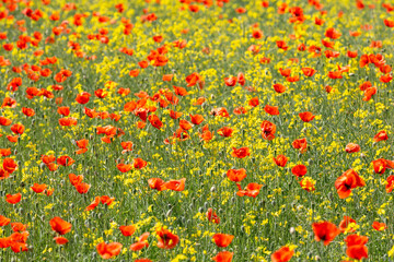 A field of wild poppies in Latvia