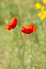 A field of wild poppies in Latvia