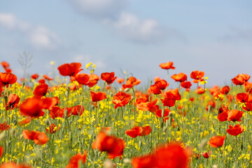 A field of wild poppies in Latvia