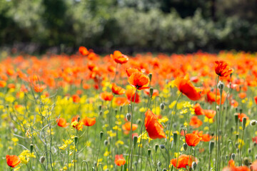 A field of wild poppies in Latvia