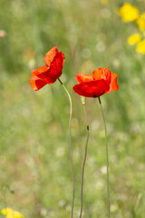 A field of wild poppies in Latvia