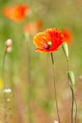 A field of wild poppies in Latvia