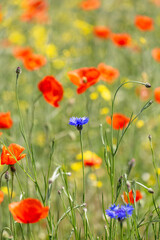 A field of wild poppies in Latvia