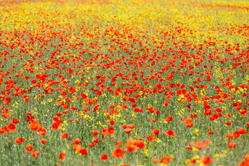 A field of wild poppies in Latvia