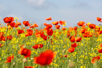 A field of wild poppies in Latvia