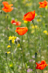 A field of wild poppies in Latvia
