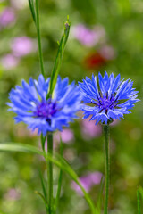 A field of wild poppies in Latvia