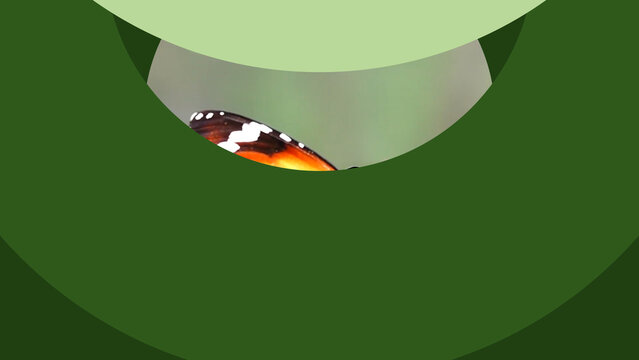 Circles 10 Styles Flat 3 Colors Transitions1 4k 1:1 16:9 9:16