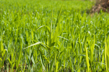 Closeup of green reed canary grass with selective focus on foreground