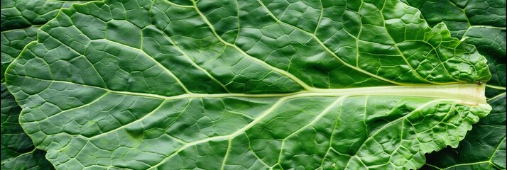 Obraz premium Detailed close up of green leaf veins, centered with clean background for text overlay