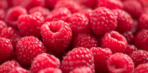 Raspberry fresh berries closeup, ripe fresh organic Raspberries red background, macro shot. Harvest concept. 