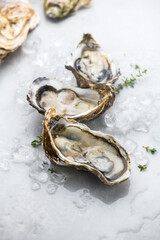 Fresh Oysters on ice close-up. Open French oysters on a gray table. Healthy sea food. Oyster dinner...