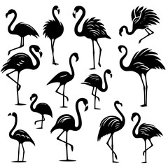 set of flamingos