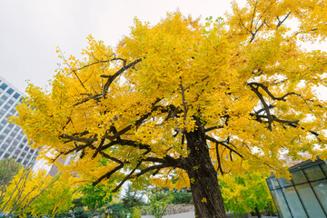 a vibrant yellow ginkgo tree standing out against a cloudy sky, its autumn leaves contrasting the urban buildings in the background, highlighting nature’s beauty amidst city life.