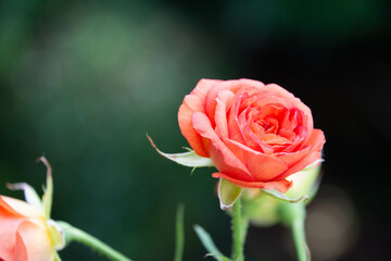 オレンジ色のバラ