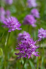 Close up photo of the Naked Man Orchid (Orchis italica), Pulsano, Gargano, Italy, Europe.