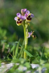 Fototapeta premium Close up photo of Ophrys tenthredinifera, the sawfly orchid, Mattinata, Gargano, Italy, Europe.