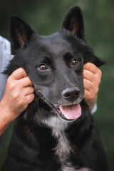 The owner makes a funny portrait of the dog. Humorous photography