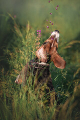 A beagle puppy catches flower petals in the air. Games and activities with puppies in nature. Vertical photo