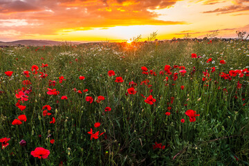 Poppy is a typical summer herb that is widely distributed on the edges of fields and meadows. It can create rich growths that are a feast for the eyes.The poppy is beautiful at sunset.