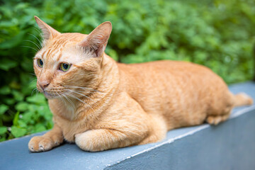 Close up orange cat face in the garden.