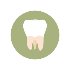 molar teeth flat design vector illustration. Oral medicine, stomatology, dental medicine concepts. White tooth. Modern flat design graphic element. Vector illustration