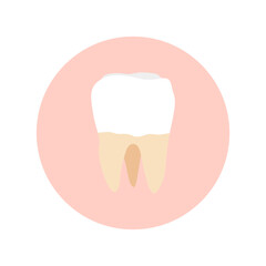 molar teeth flat design vector illustration. Oral medicine, stomatology, dental medicine concepts. White tooth. Modern flat design graphic element. Vector illustration