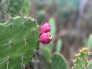 Opuntia, commonly called the prickly pear cactus, is a genus of flowering plants in the cactus family Cactaceae, many known for their flavorful fruit and showy flowers.